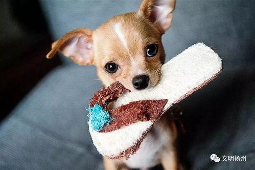 娱乐吃瓜酱狗狗拍照